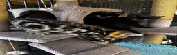 Bengal cats for sale: Gorgeous part bengal kittens ready for loving home - Advert 9