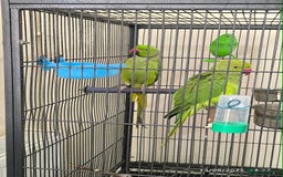 Parrots birds for sale: Green parrots for sale in London in Barnet - Image 2