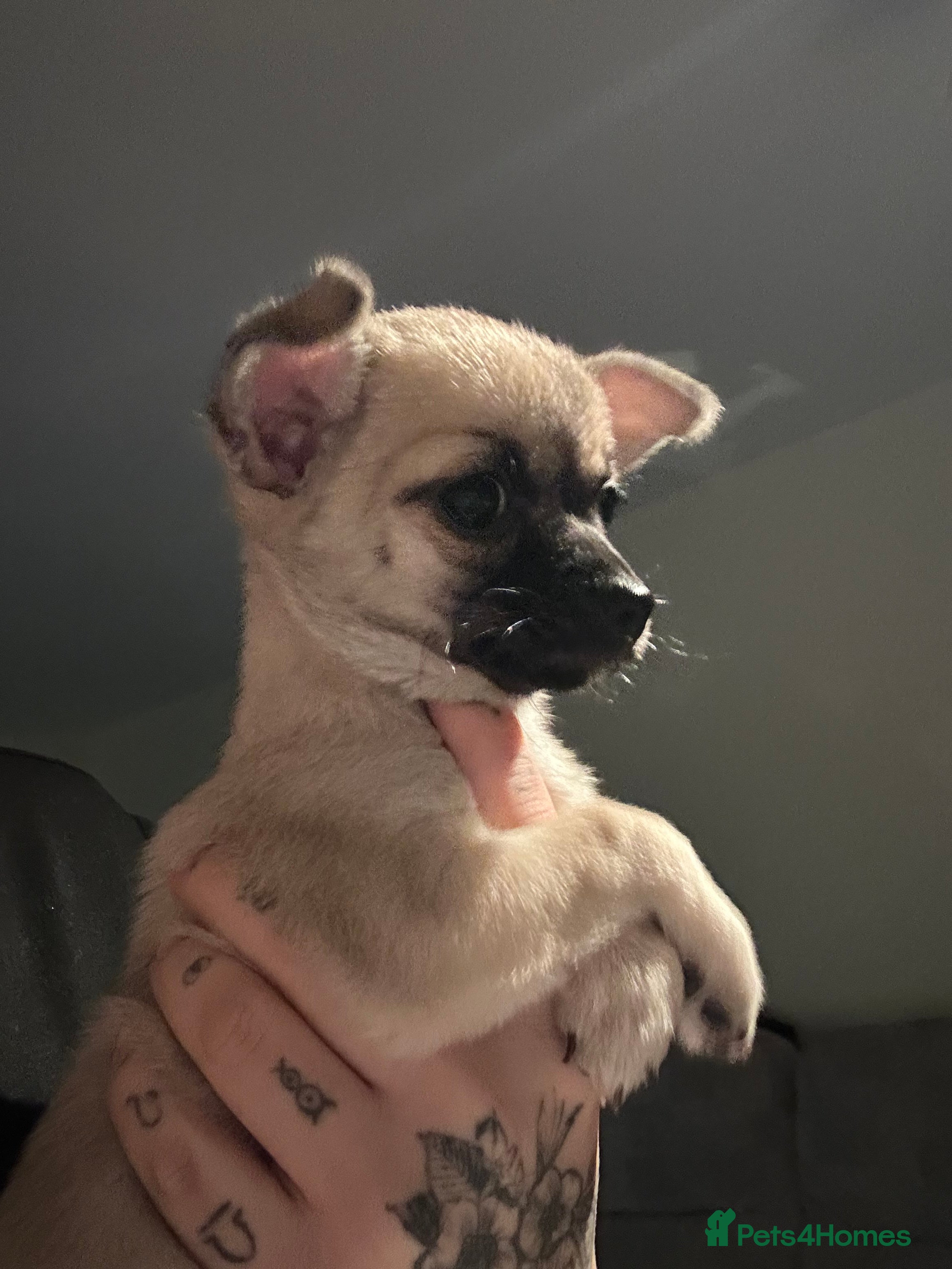 Mixed Breed dogs Chi x looking for loving home - Advert 1