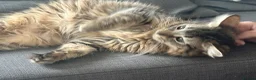 Domestic Shorthair cats for sale: Pretty nice kittens to rehome  - Advert 4