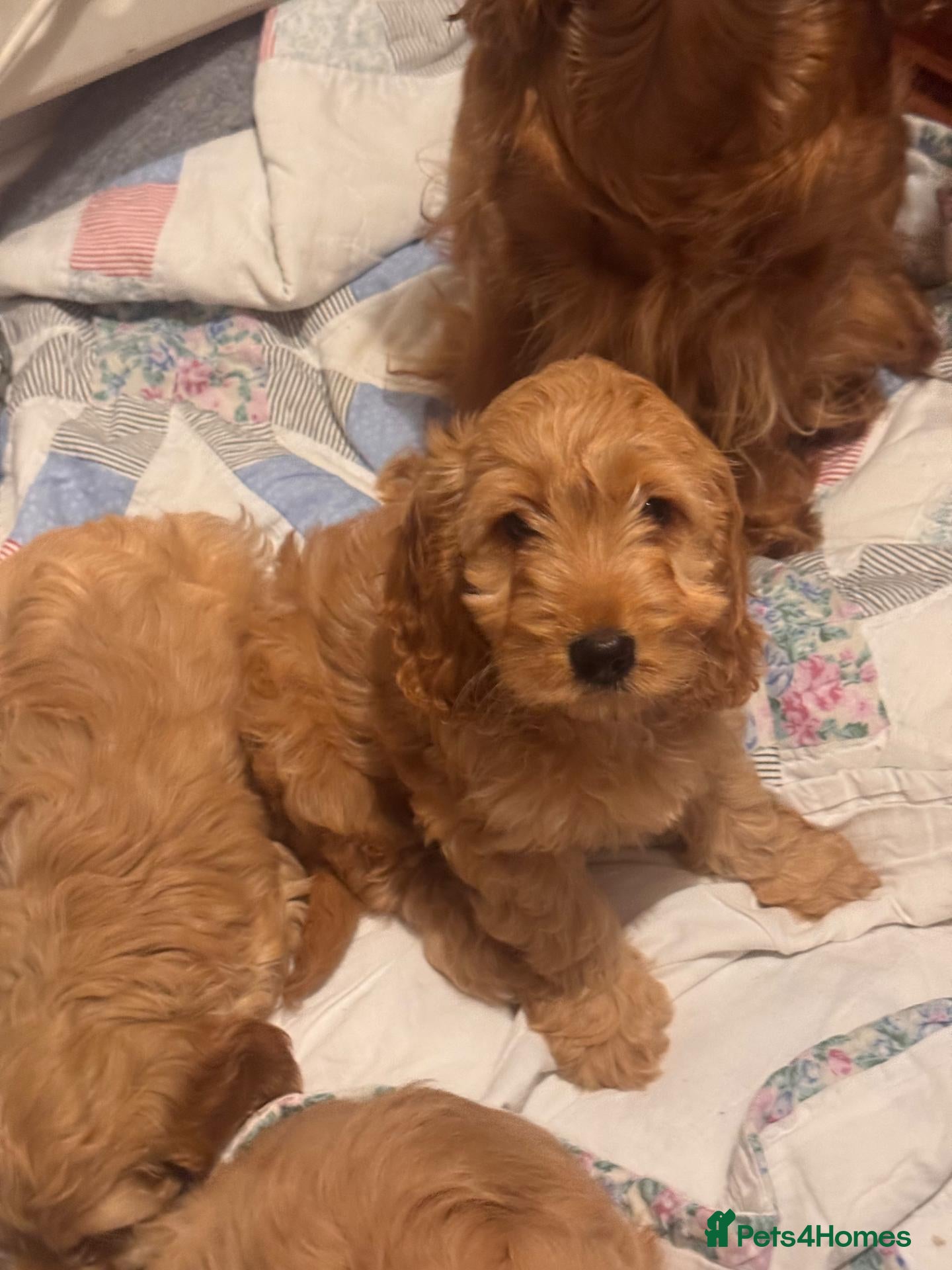 Cockapoo dogs QUALITY RUBY COCKAPOO PUPPIES - Advert 1