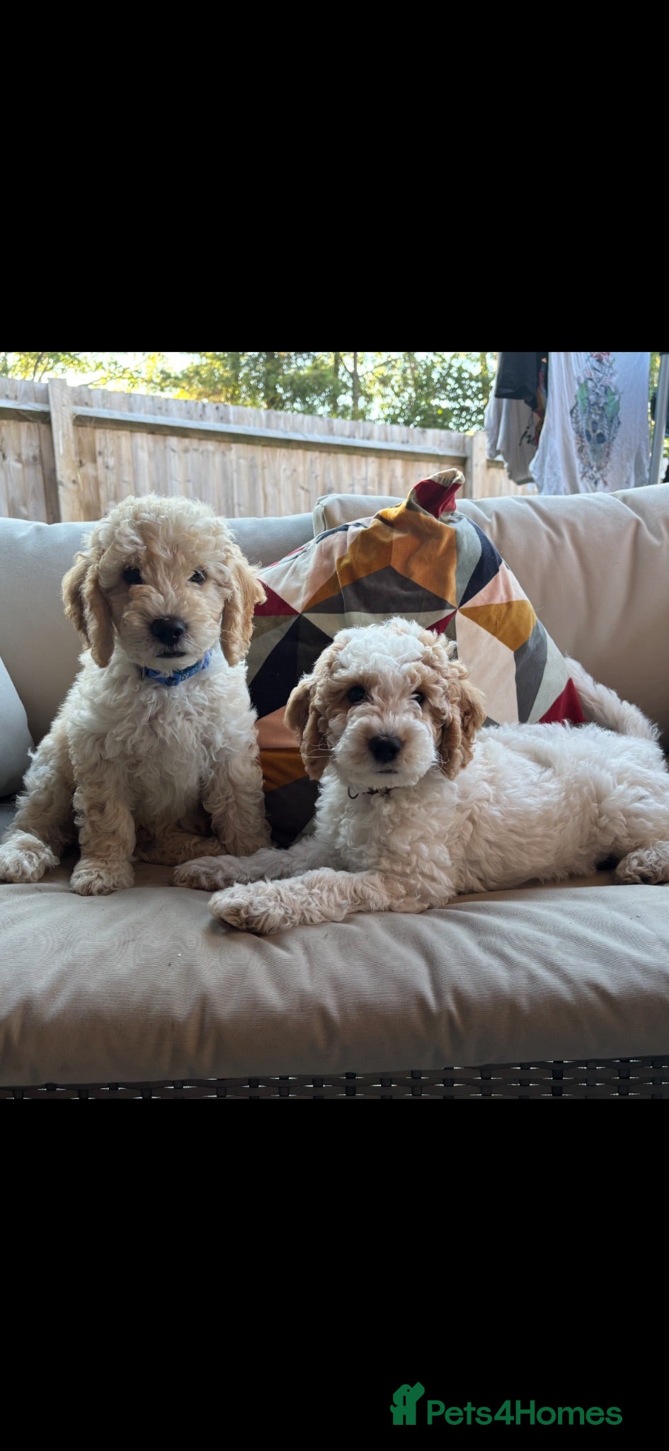 Mini Goldendoodle dogs Mini Goldendoodle  - Advert 2