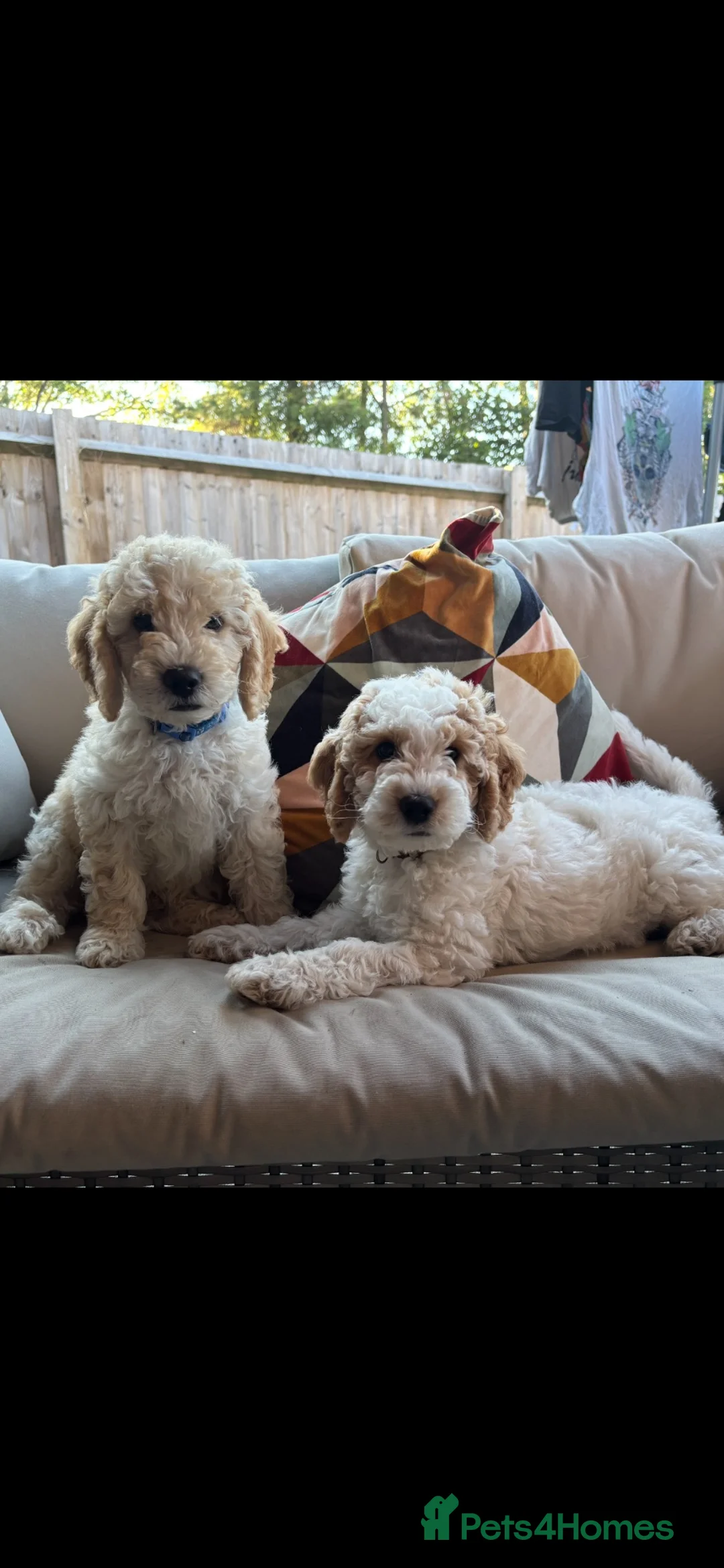 Mini Goldendoodle dogs for sale: Mini Goldendoodle  - Advert 2