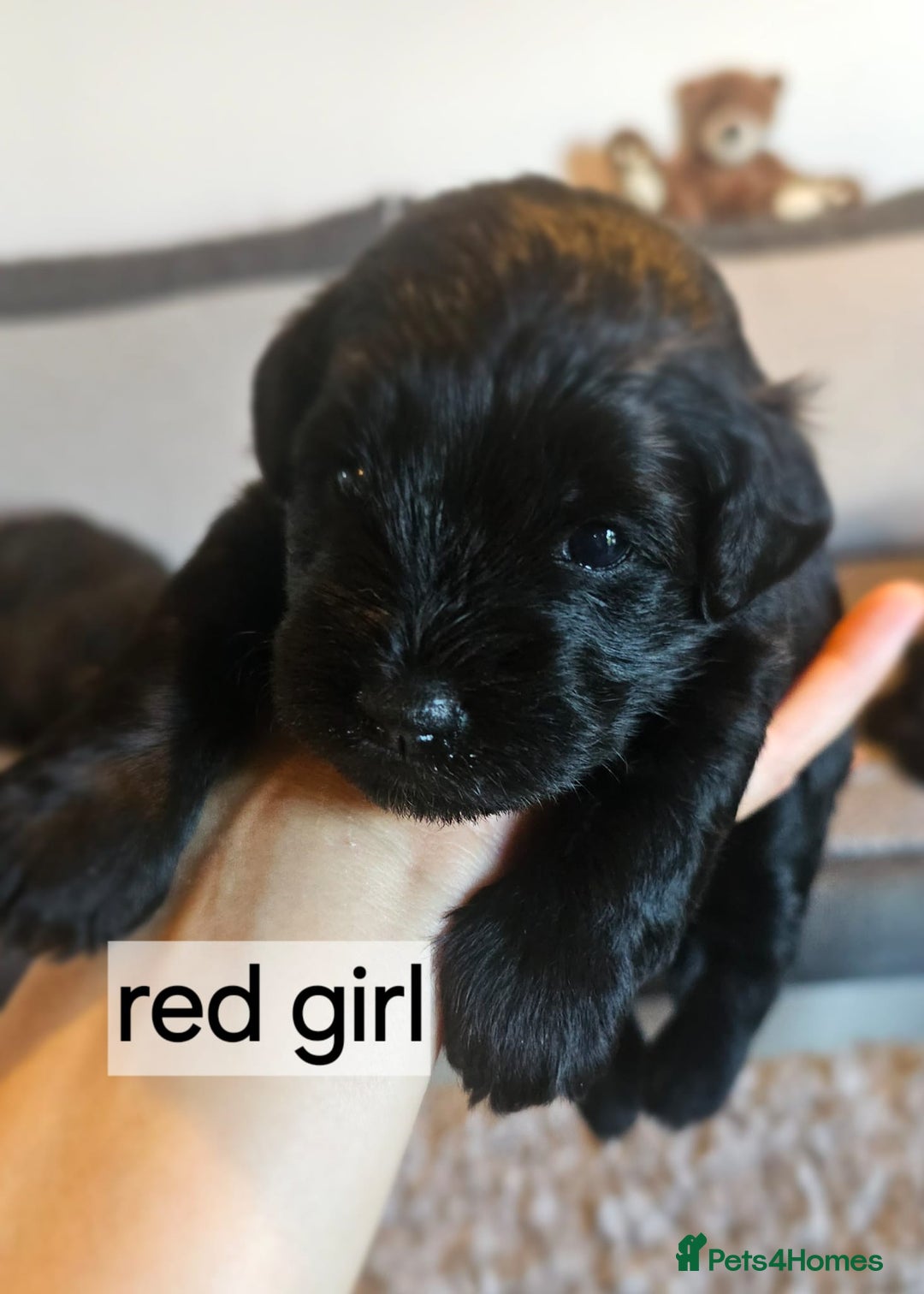 Miniature Schnauzer dogs for sale: Miniature Schnauzer puppies - Image 10