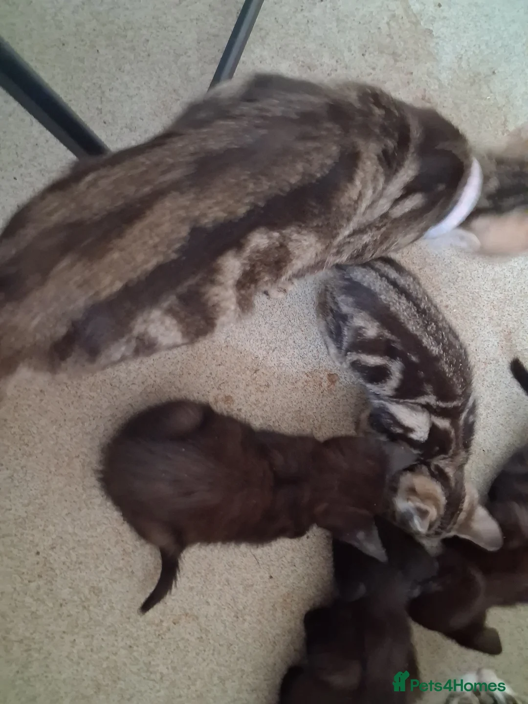 British Shorthair cats for sale: 5 Short-hair Mixed Tabby kittens in Plymouth - Advert 2