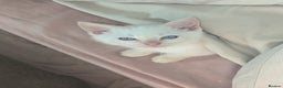 Siamese cats for sale: Flame point Siamese kitten male  - Advert 6