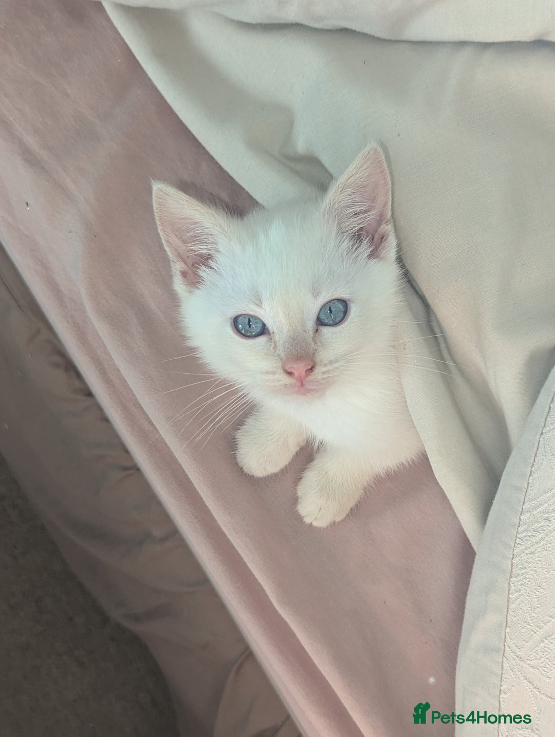 Siamese cats for sale: Flame point Siamese kitten male  - Advert 6