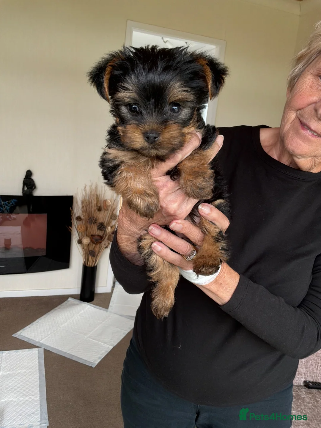 Yorkshire Terrier dogs for sale: Beautiful little Yorkshire terrier female in Mablethorpe - Advert 2