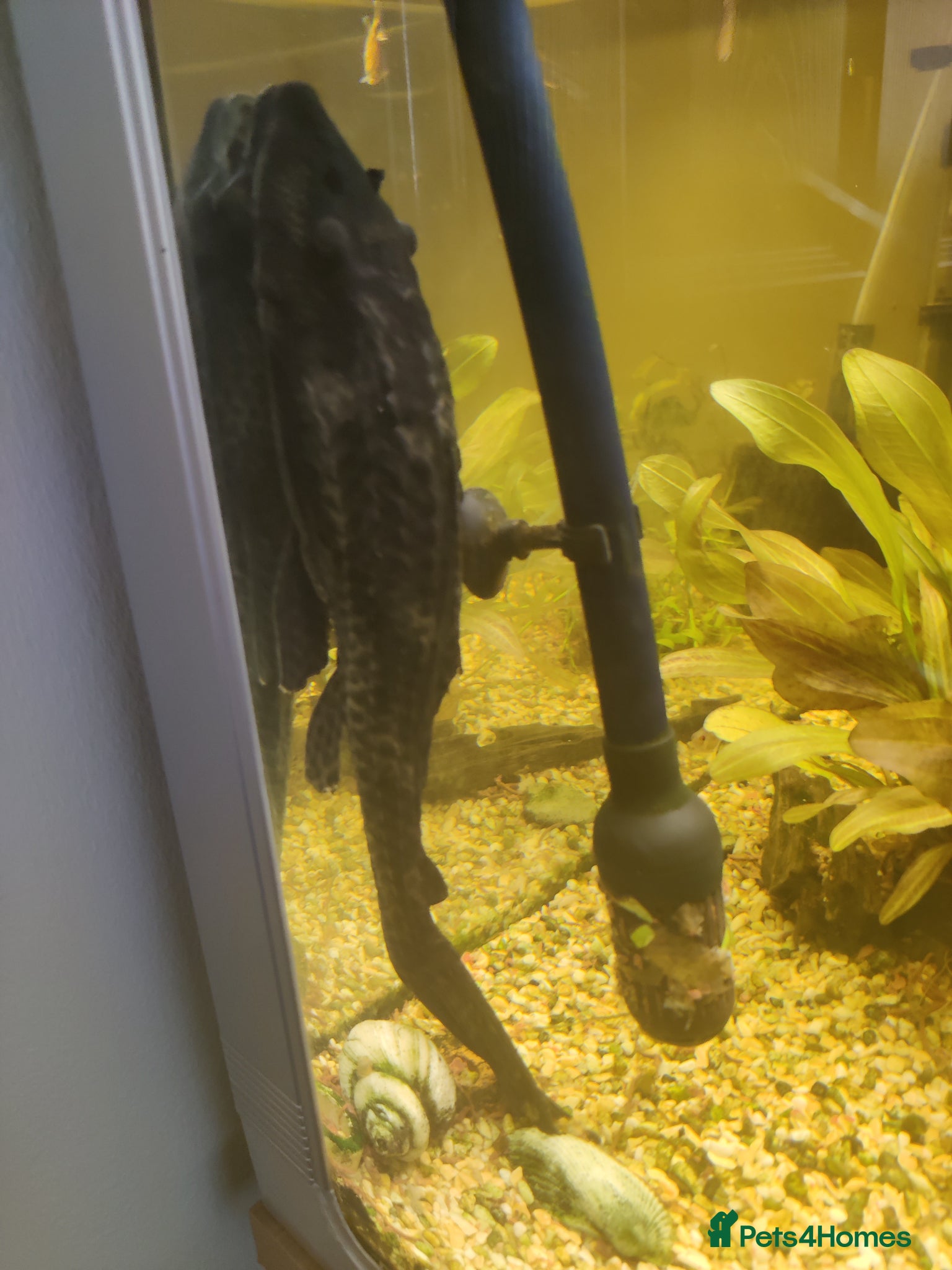 Plecos fish Plecos - Advert 18