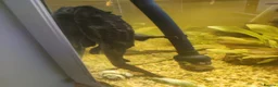 Plecos fish for sale: Plecos in Lutterworth - Advert 1