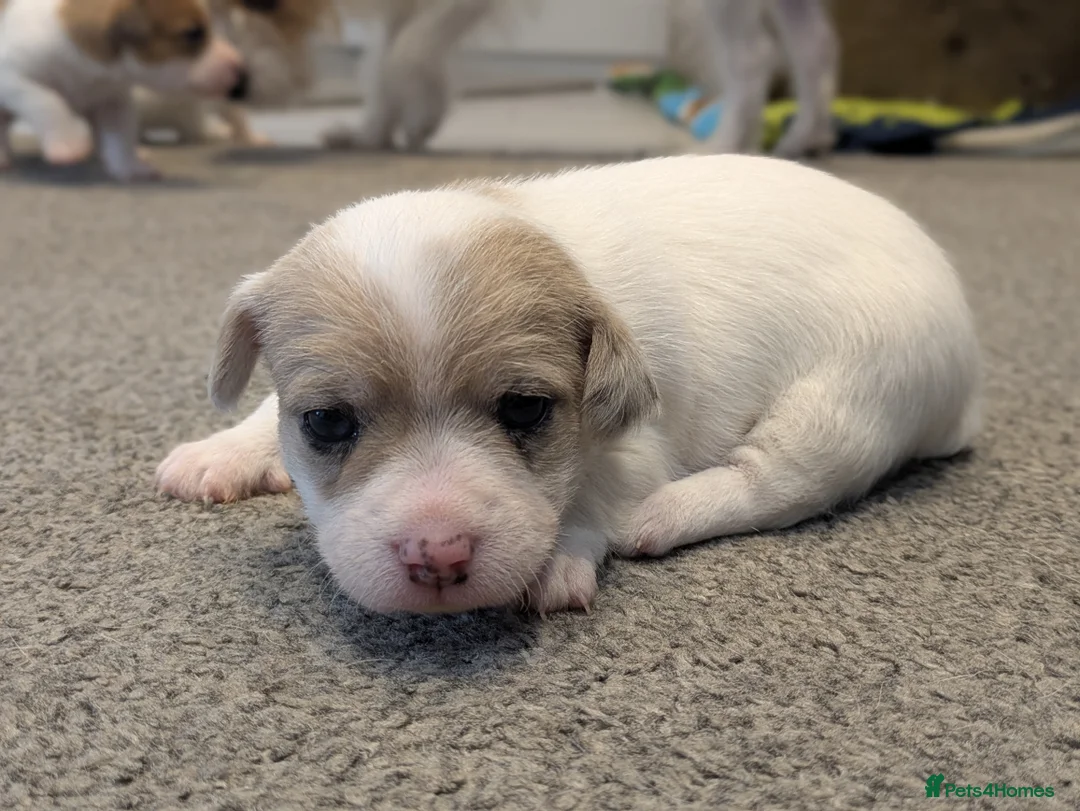 Jack Russell dogs for sale: Jack Russell Puppies - Advert 14