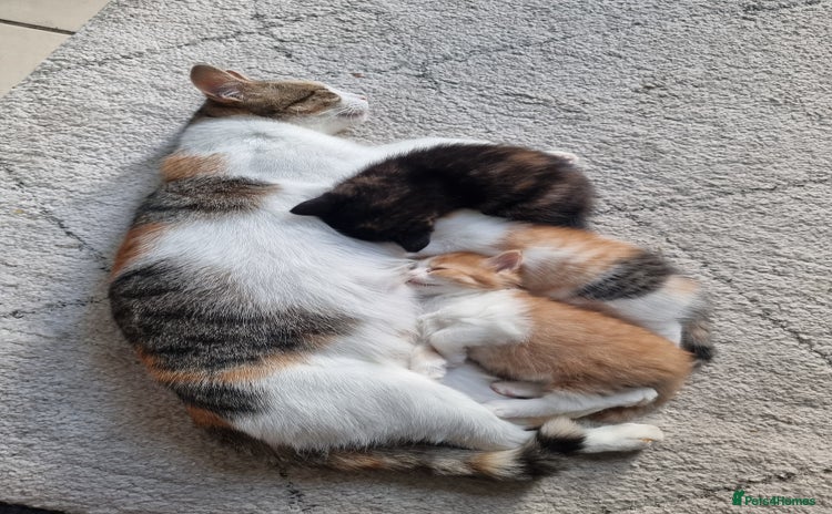 Mixed Breed cats - Advert 11