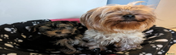 Yorkshire Terrier dogs for sale: Beautiful Yorkshire Terrier Puppies - Advert 3