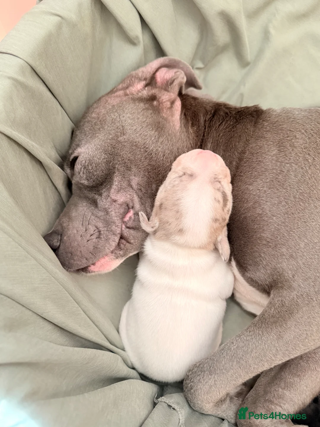 Staffordshire Bull Terrier dogs for sale: 5 beautiful staffy pups  - Advert 6