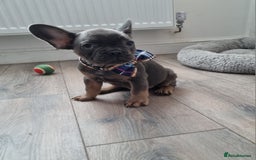 French Bulldog dogs for sale: Quality pups 4 Panel DNA Clear Gold Sierra Lines - Image 22