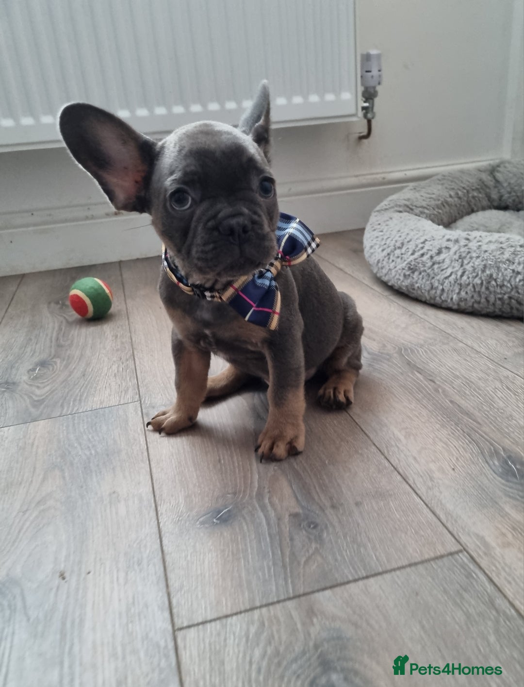 French Bulldog dogs for sale: Quality pups 4 Panel DNA Clear Gold Sierra Lines - Image 22