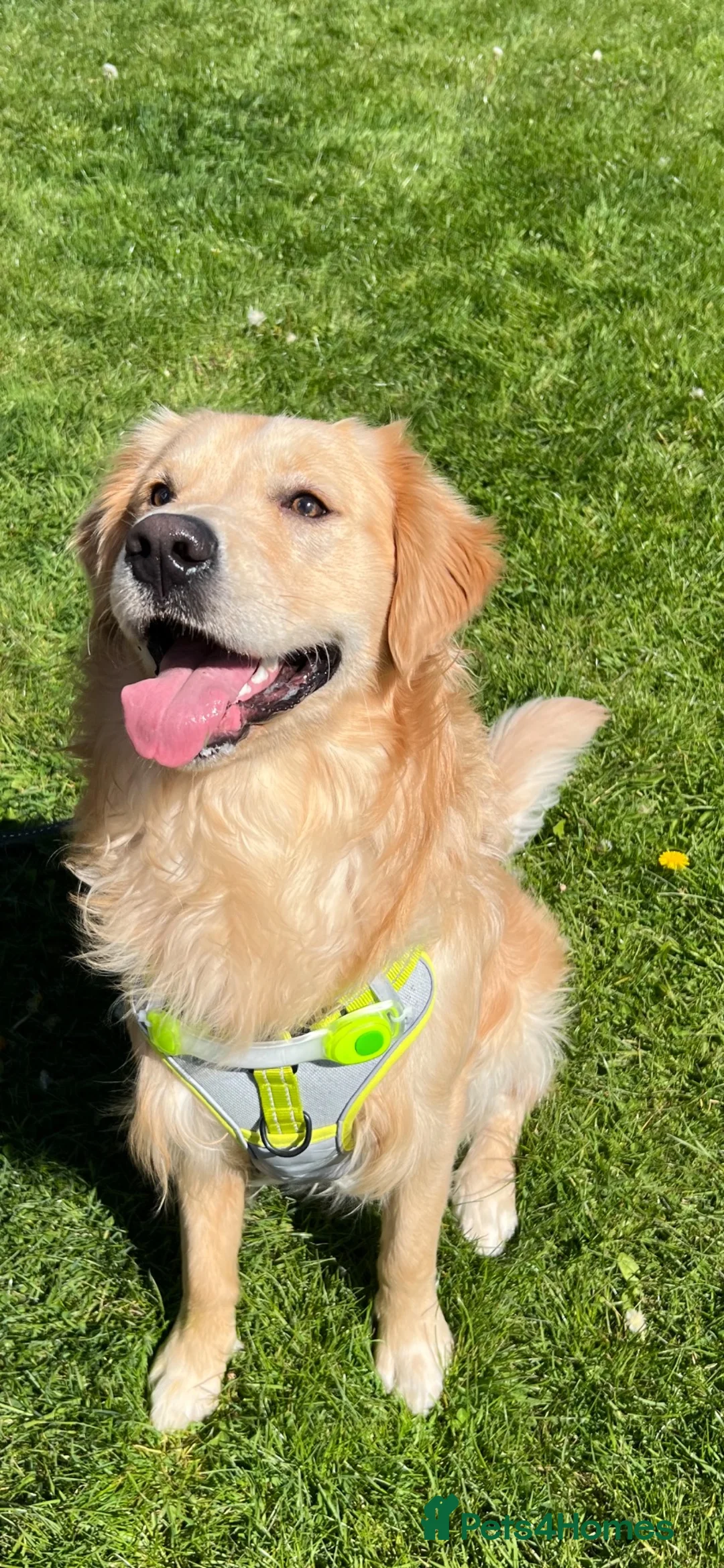 Golden Retriever dogs for sale: Kovu- 1.5 year old golden retriever - Male in Swindon - Advert 1