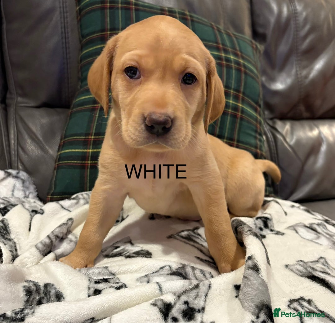 Labrador Retriever dogs for sale: KC Labrador puppies yellow / Red  - Advert 5