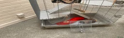 Rat rodents for sale: Large rat cage with equipment (no pet included) - Advert 4