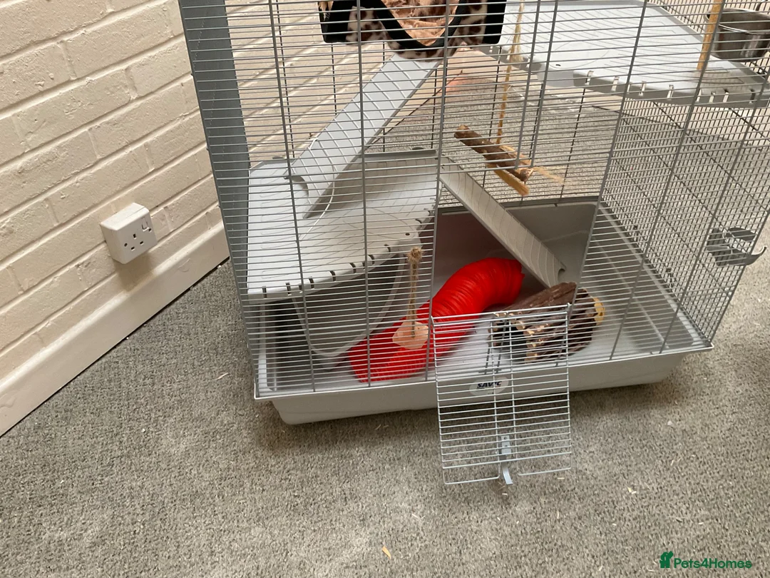 Rat rodents for sale: Large rat cage with equipment (no pet included) - Advert 4