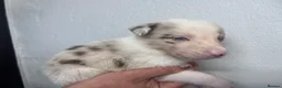 Border Collie dogs for sale: 6 Beautiful Red Merle puppies  - Advert 35
