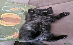 Persian cats for sale: Stunning Persian Boy - Image 13