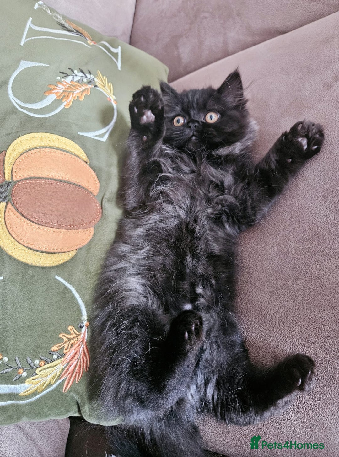 Persian cats for sale: Stunning Persian Boy - Image 13