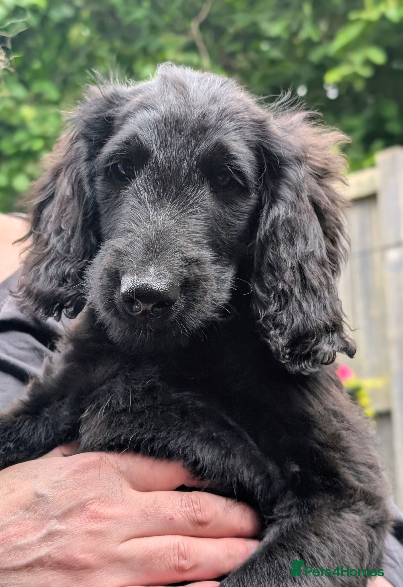 Labradoodle dogs Ready Now - Miniature Labradoodles.  - Advert 1