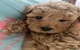 Mixed Breed dogs for sale: Gorgeous Malshipoo puppies  - Image 6