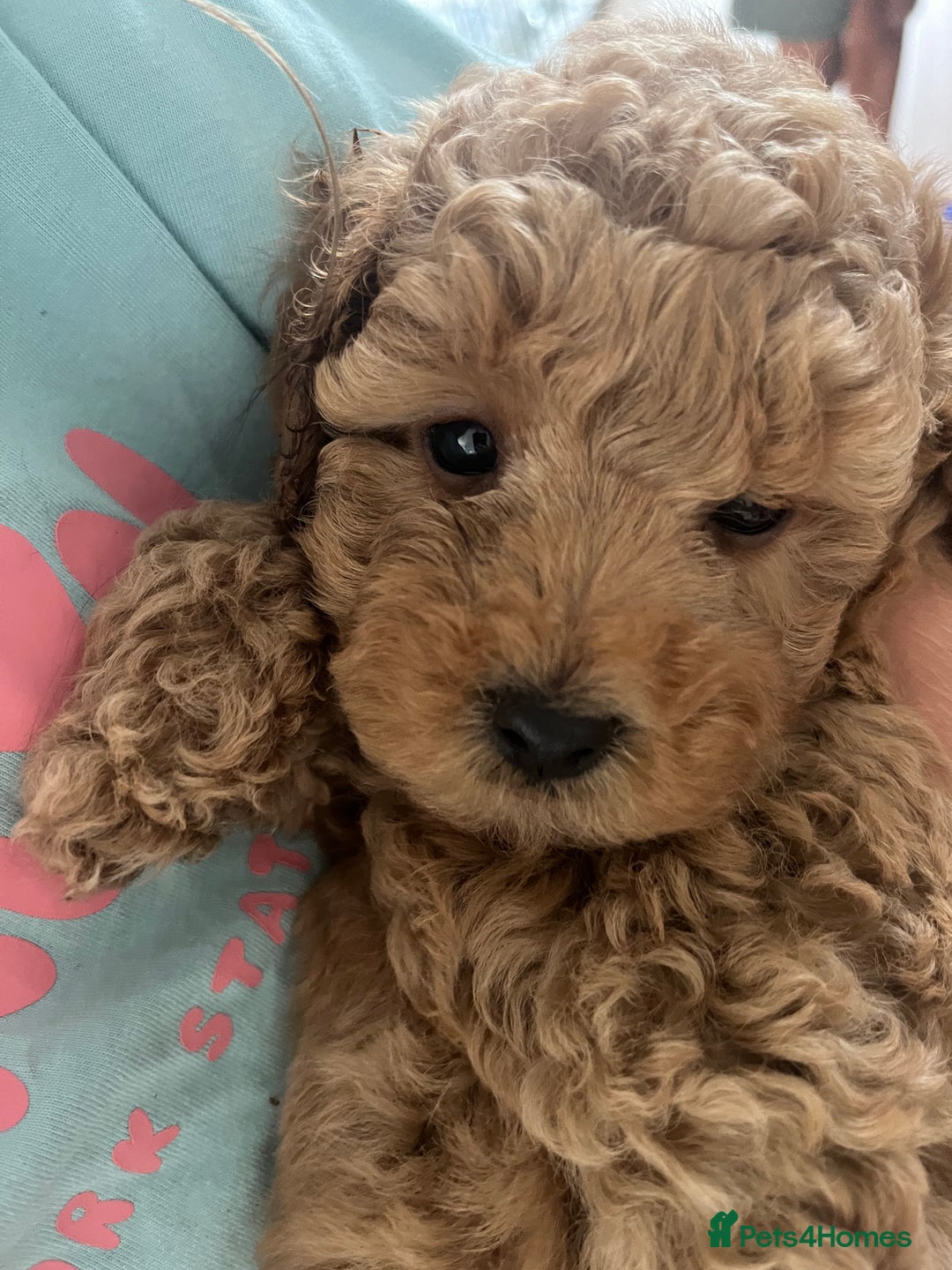 Mixed Breed dogs for sale: Gorgeous Malshipoo puppies  - Image 6
