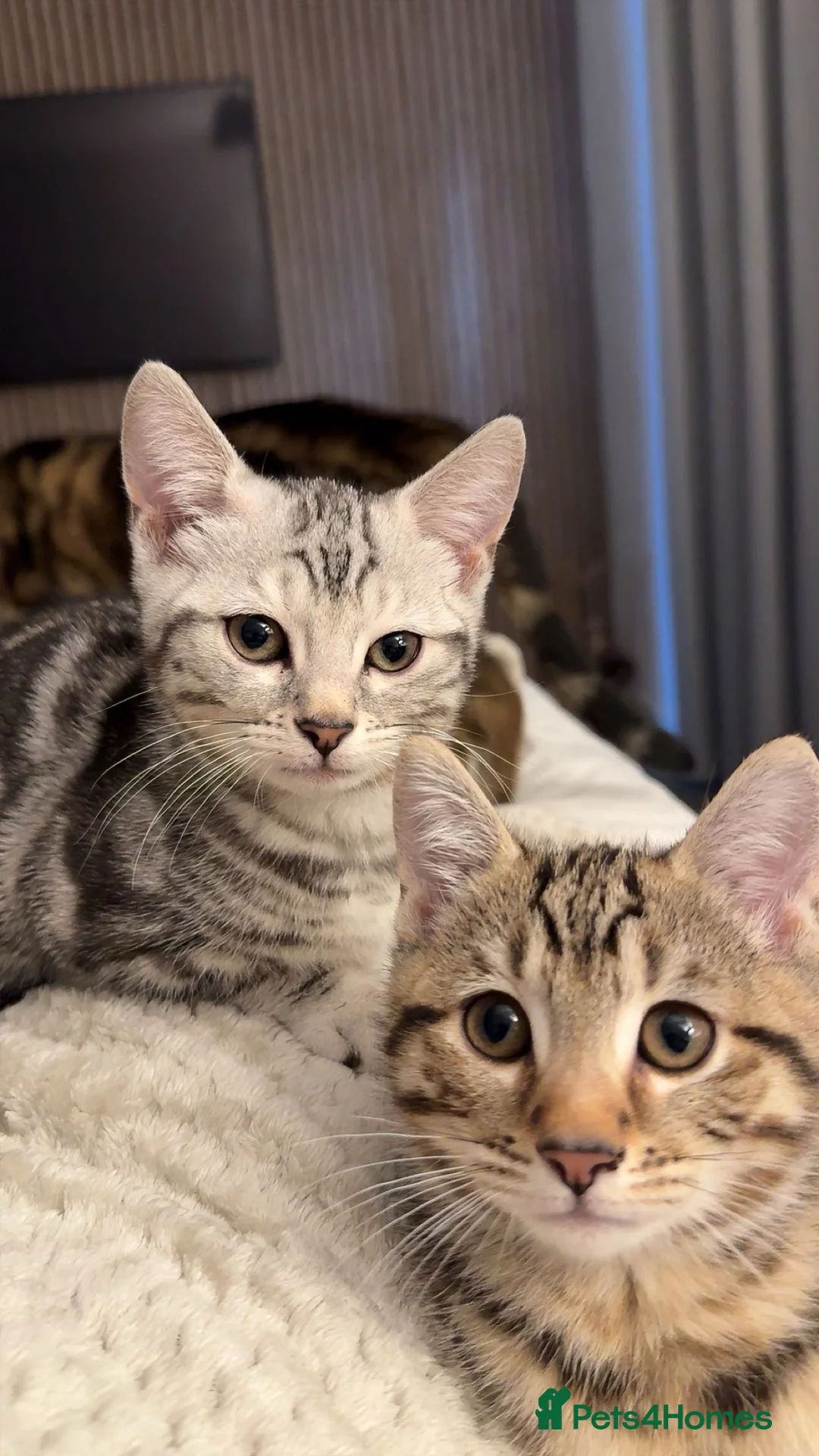 Bengal cats for sale: Male Bengal kitten for sale  - Advert 2