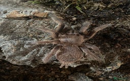 Mixed Breed invertebrates for sale: Tarantulas, Millipedes, Mantises, Isopods  - Image 3