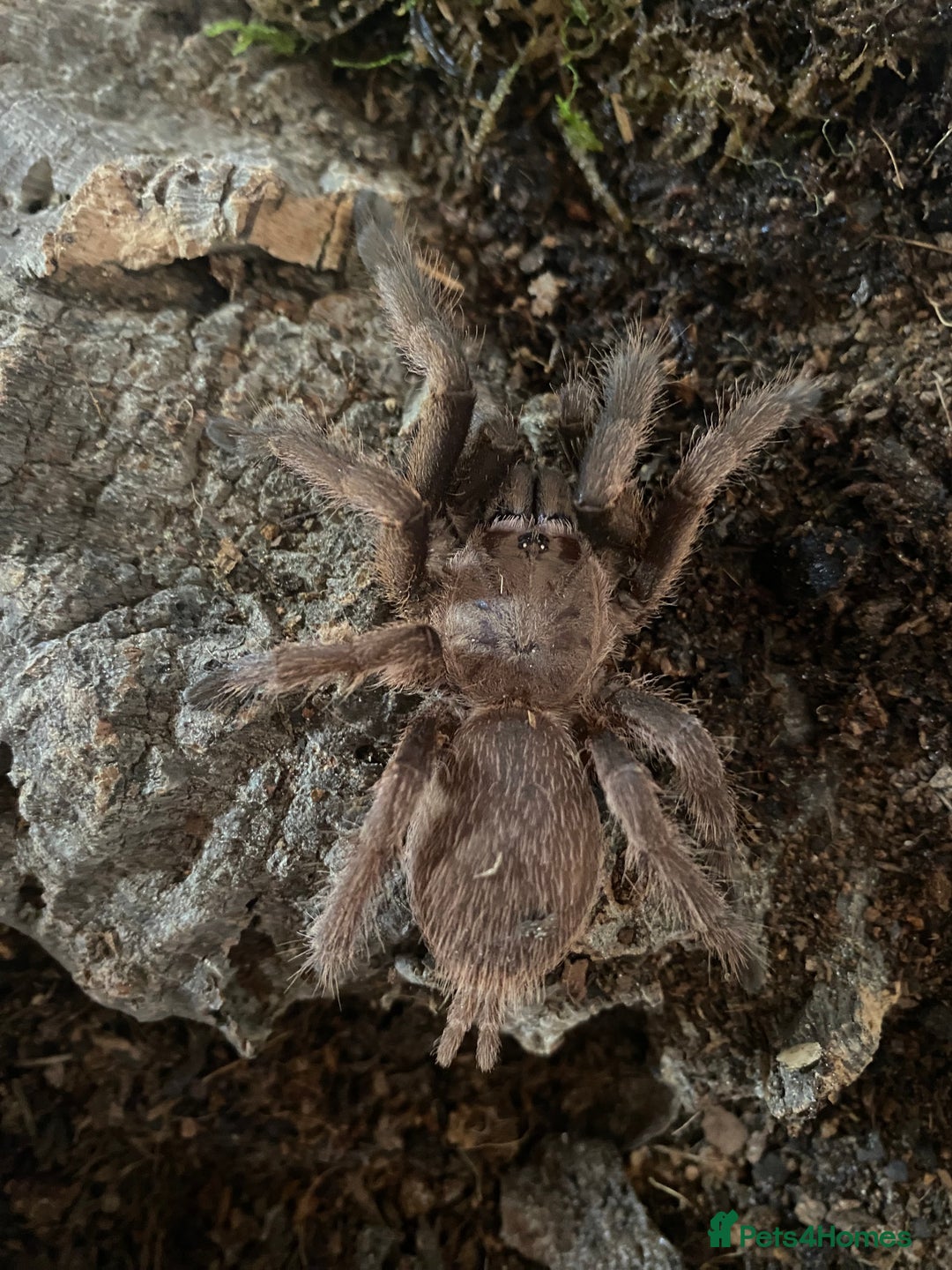 Mixed Breed invertebrates for sale: Tarantulas, Millipedes, Mantises, Isopods  - Image 3