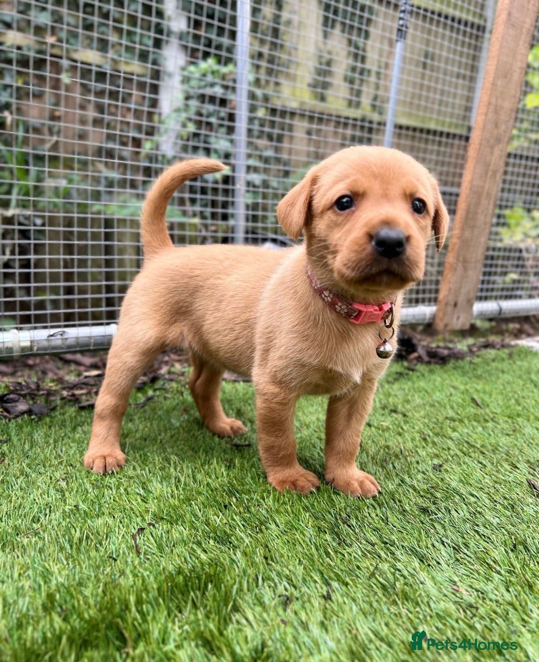 Labrador Retriever dogs for sale: Fox Red Labrador Retriever Puppies🐾 - Advert 4