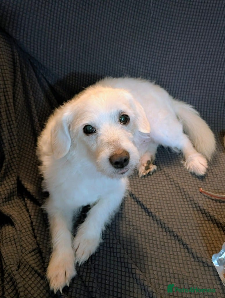 Mixed Breed dogs Jason - Advert 3