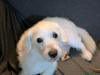 Mixed Breed dogs Jason - Advert 3