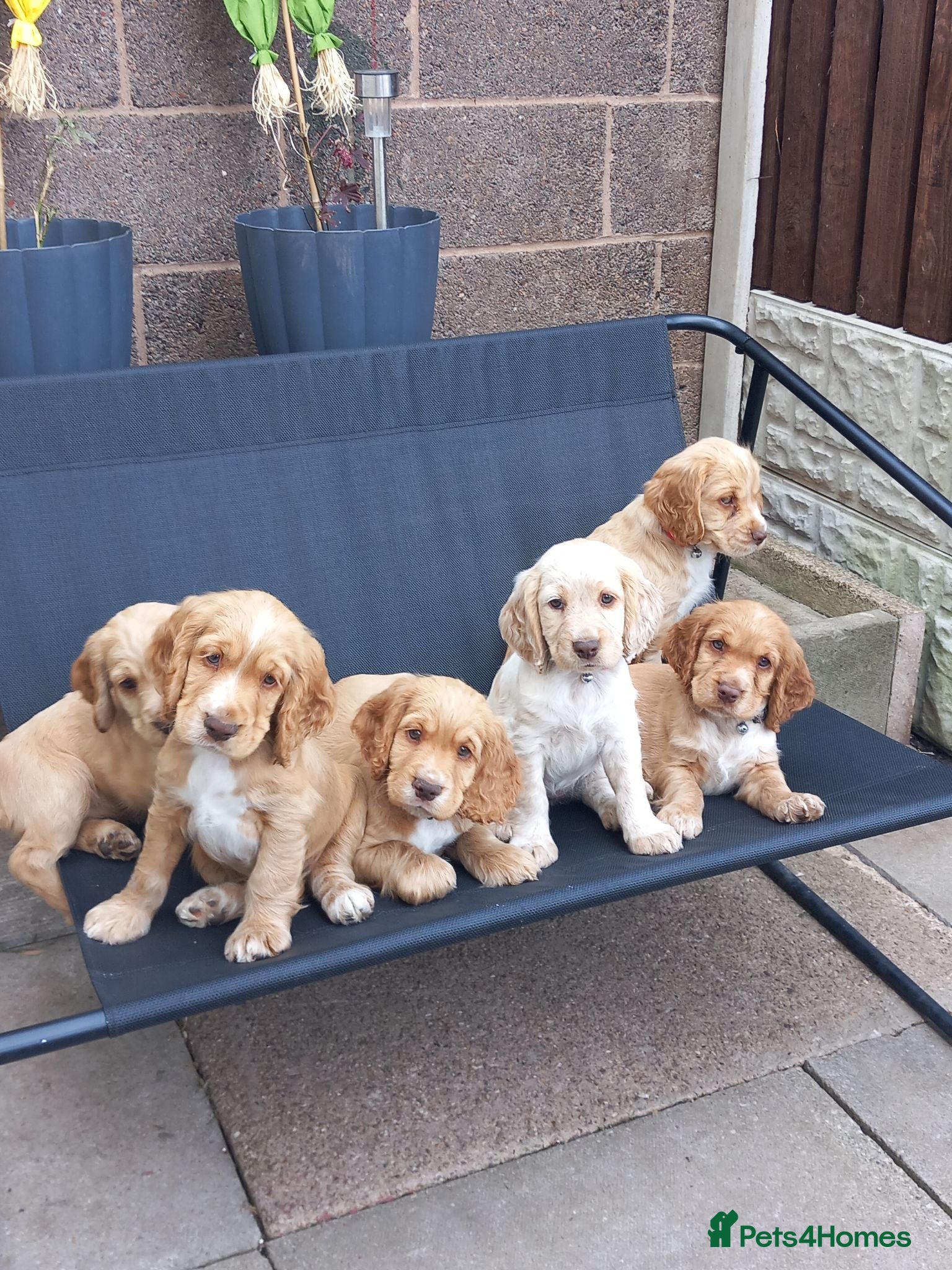 Cocker Spaniel dogs Cocker spaneil puppies  - Advert 1