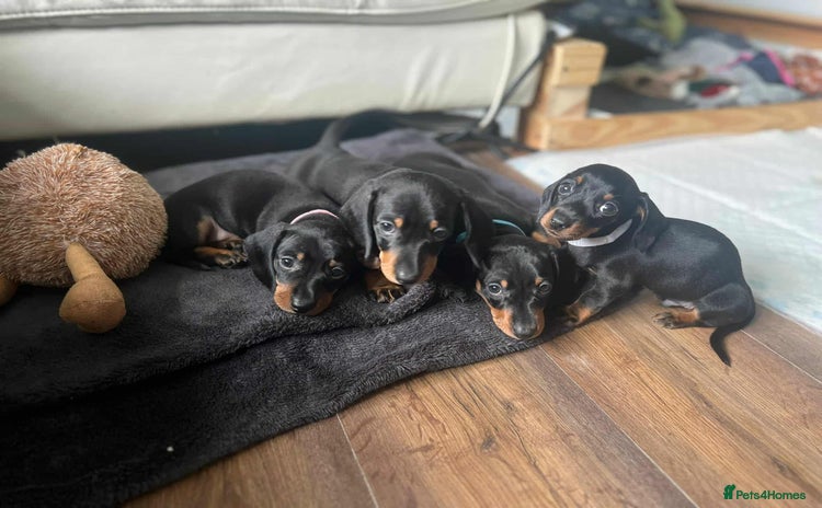 Dachshund dogs - Advert 11