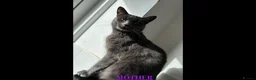 Bengal cats for sale: 🐾 Adorable Half Bengal Kitten – Ready Now! 🐾 in Broxburn - Advert 3