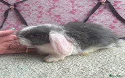Mini Lop rabbits for sale: Pure bred Mini Lops - Image 9