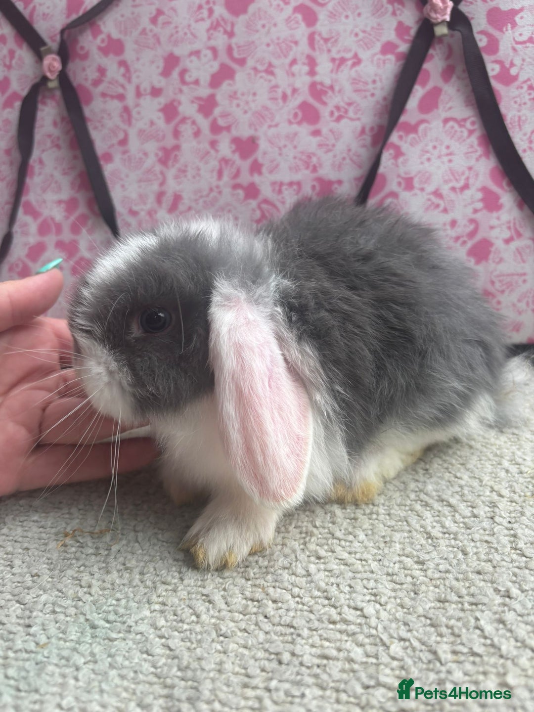 Mini Lop rabbits for sale: Pure bred Mini Lops - Image 9