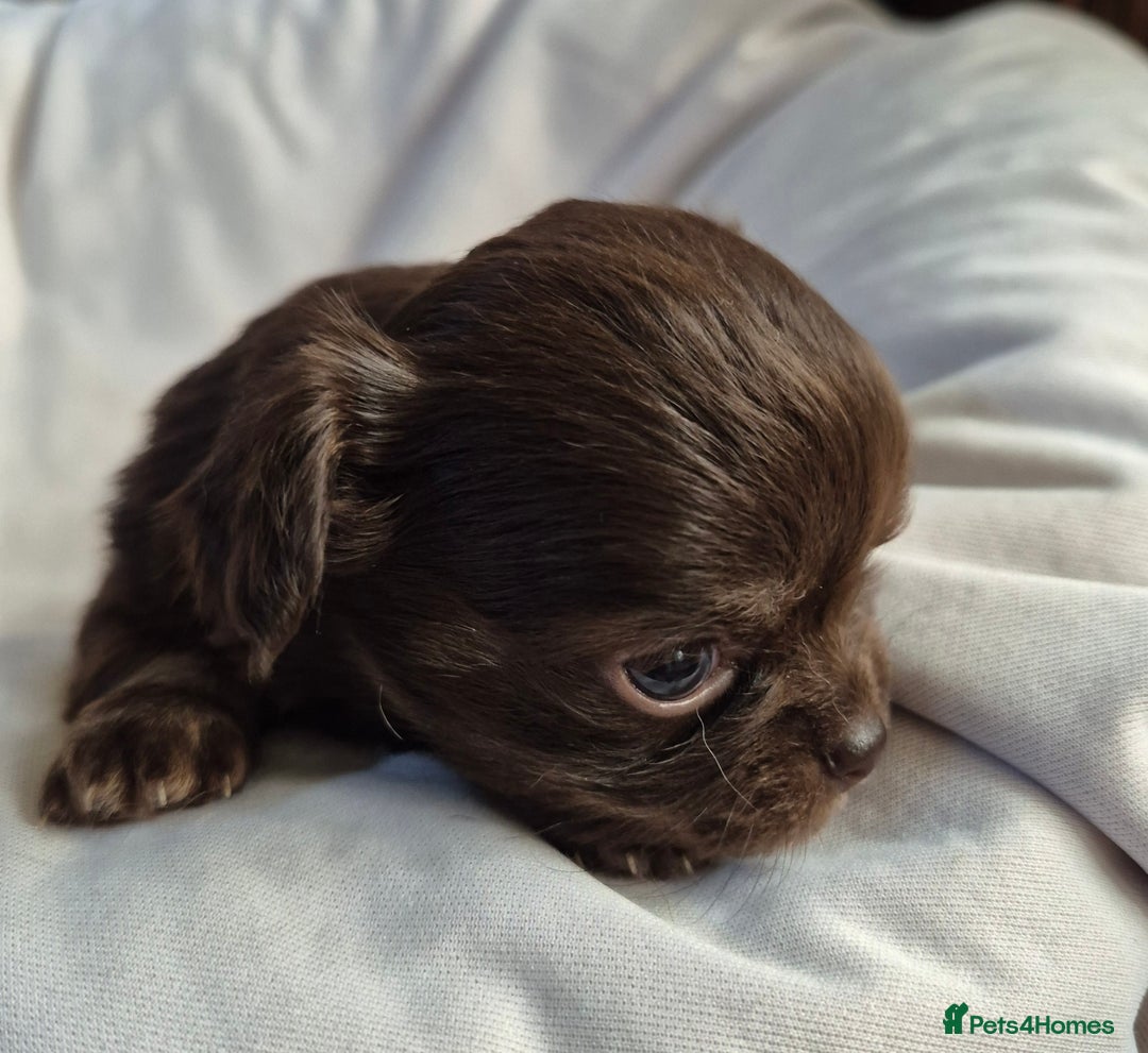 Chihuahua dogs for sale: 4 KC CHIHUAHUA GIRLS  - Image 10
