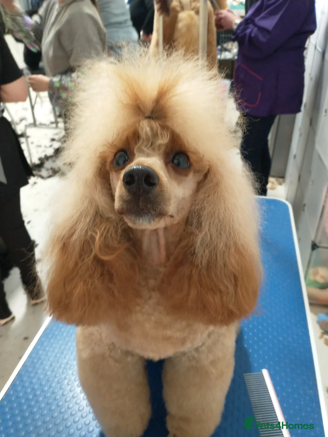 Gallery Image {{count}}