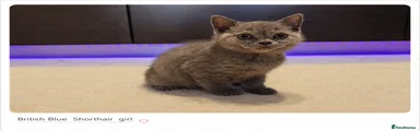 British Shorthair Girl 2
