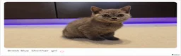 British Shorthair cats for sale: Pure British Blue Shorthair Kittens - Advert 6