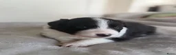 Border Collie dogs for sale: Beautiful border collie puppies - Advert 15