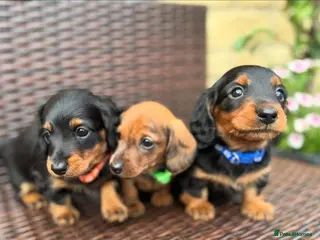 Miniature Dachshund dogs Adorable Longhaired Miniature Dachshund Puppies - Advert 1
