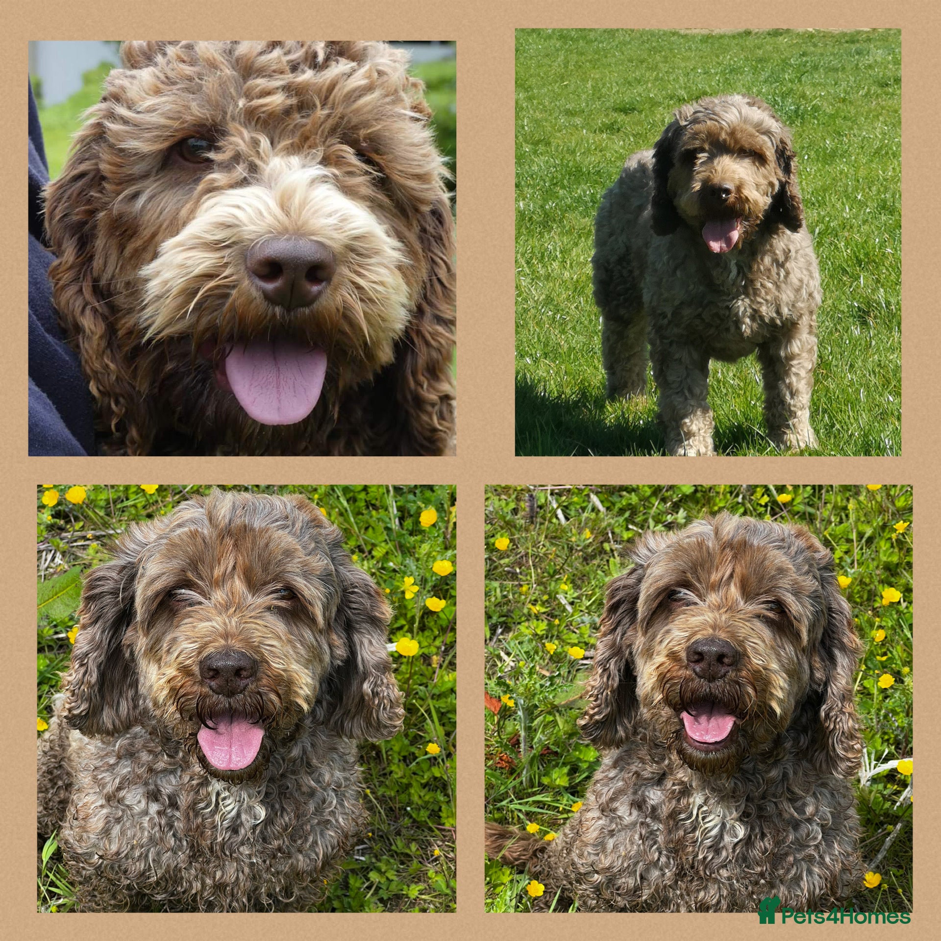 Cockapoo dogs OUTSTANDING CHOCOLATE F1 COCKAPOO FULLY DNA TESTED in Radstock - Advert 3