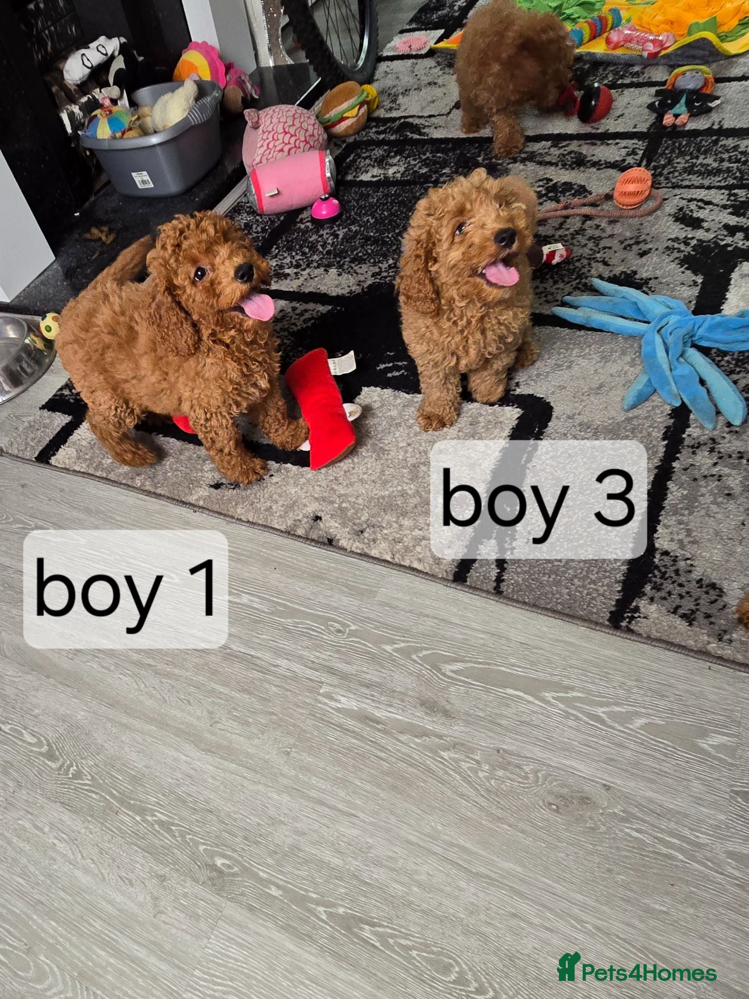 Cavapoo dogs BOYS ONLY cavapoo pups ready to leave  - Advert 1