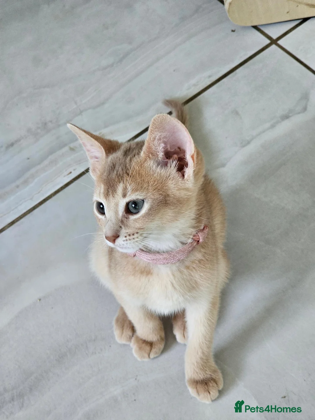 Abyssinian cats for sale: Abyssinian kittens - Advert 2